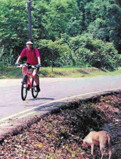 骑自行车时,总会遇到恶狗四伏,勿掉以轻心。