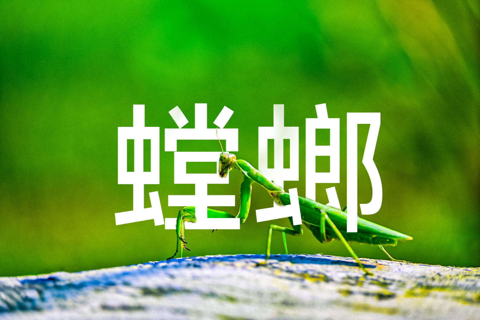 下午去出租屋旁边的绿地上看书,偶遇只螳螂,便抄起家伙什拍它。这家伙一看到有东西靠近,便晃晃悠悠地打起螳螂拳来,两对马步扎的极稳当,双臂微收,怒目圆睁,仅存的一根触角随着上半身的摆动微微摇晃,真有拔泰山,挡大车之势。当我调整机位,它头居然一直盯着镜头转,表情很是诧异,太魔性了,简直活生生的表情包。