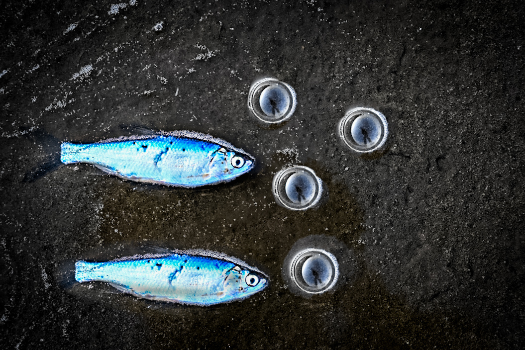 池塘、鱼以及鱼食